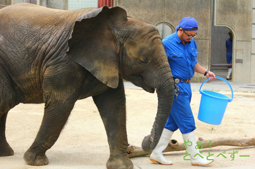 とべ動物園アフリカゾウの