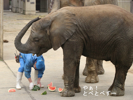 砥愛ちゃんの「待って」