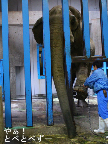 とべ動物園アフリカゾウ・アフくんの訓練の様子
