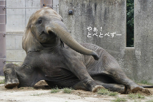 とべ動物園アフリカゾウ:媛