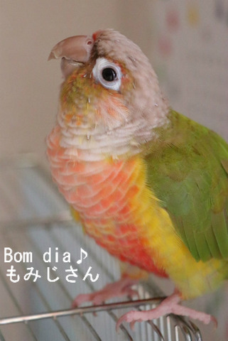 ウロコインコ（パイナップル）のブログ：Bom dia♪　もみじさん