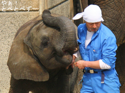 とべ動物園アフリカゾウ：砥愛（2013.6.1生まれ）