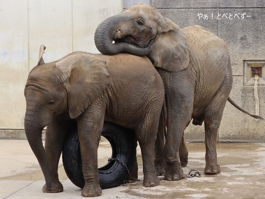 とべ動物園アフリカゾウの姉妹：媛ちゃん、砥愛ちゃん