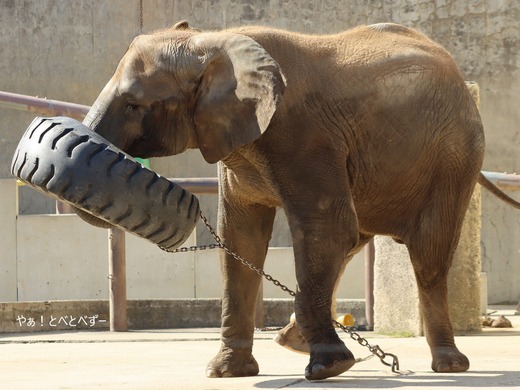 とべ動物園アフリカゾウ：媛ちゃん（メス、16歳）