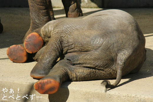 とべ動物園アフリカゾウ:媛(姉)、砥愛(妹)
