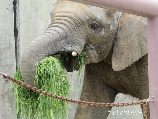 アフリカゾウ写真家：矢野賢一（やぁ！とべとべずー）