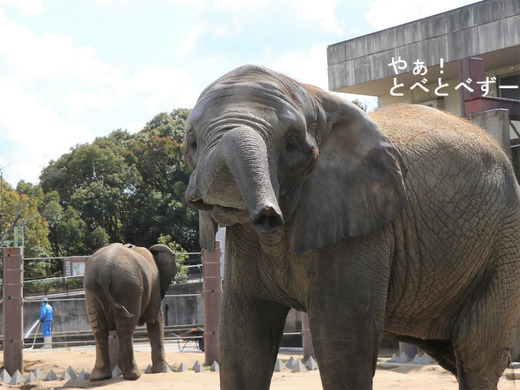 とべ動物園アフリカゾウ：アフ、リカ、媛、砥夢、砥愛