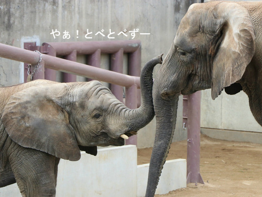 とべ動物園アフリカゾウのブログ：やぁ！とべとべずー