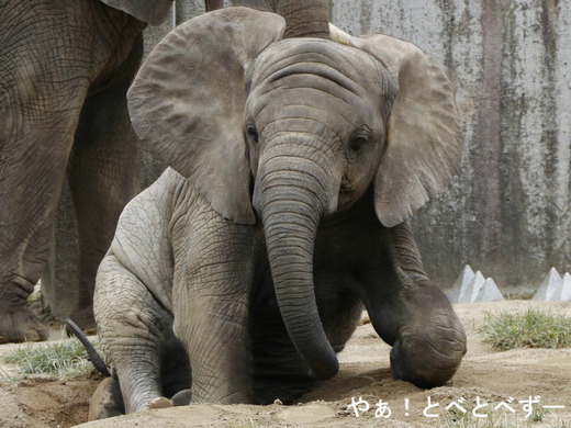 とべ動物園アフリカゾウ：砥愛ちゃん（メス、４歳）