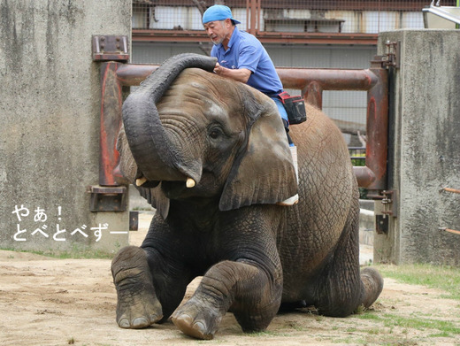 日本で初めて人工哺育で育ったアフリカゾウの媛ちゃん（11歳）