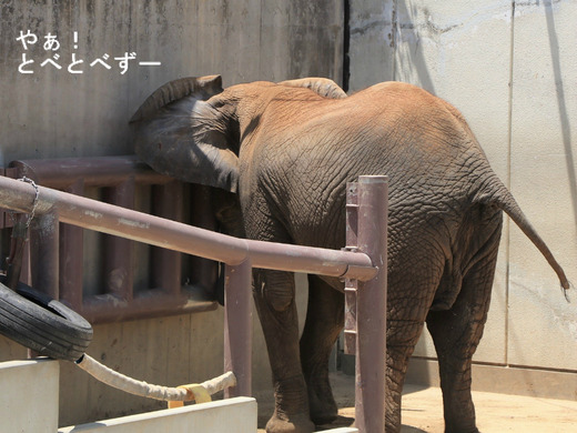 とべ動物園アフリカゾウ：媛ちゃん（メス、12歳）