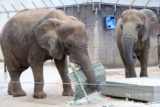 とべ動物園アフリカゾウのブログ:やぁ!とべとべずー
