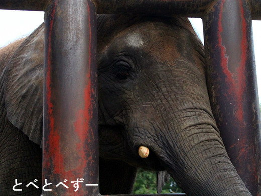 とべ動物園アフリカゾウのブログ：やぁ！とべとべずー