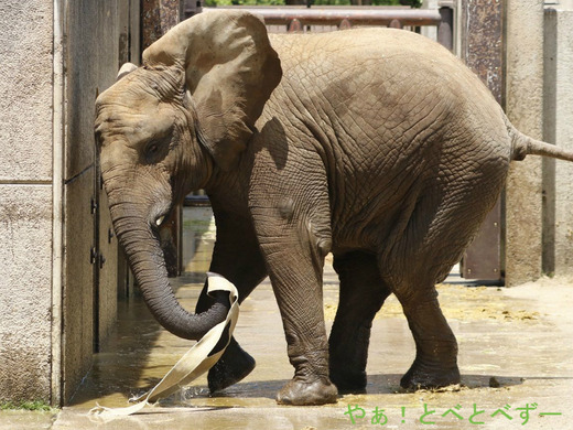 とべ動物園ブログ：やぁ！とべとべずー