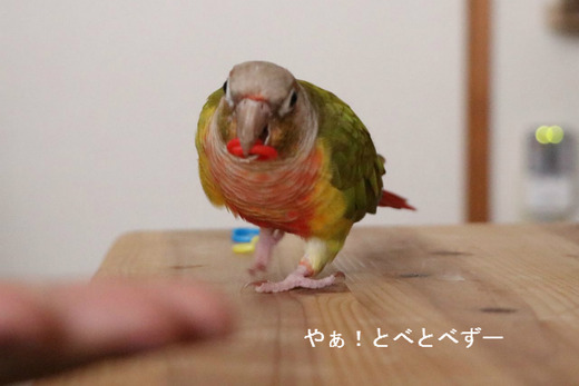 ウロコインコの飼育日記：やぁ！とべとべずー