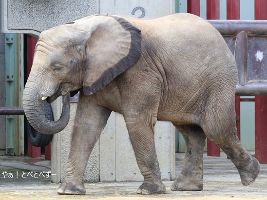 日本で唯一アフリカゾウの子象が見らえる愛媛とべ動物園
