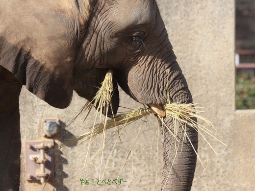 アフリカゾウ、アジアゾウ大好きブログ:やぁ!とべとべずー