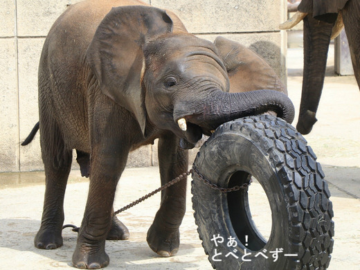 とべ動物園アフリカゾウ：砥愛ちゃん（メス、７歳）