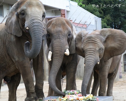 日本で唯一血縁関係のあるアフリカゾウの親子が暮らす愛媛とべ動物園