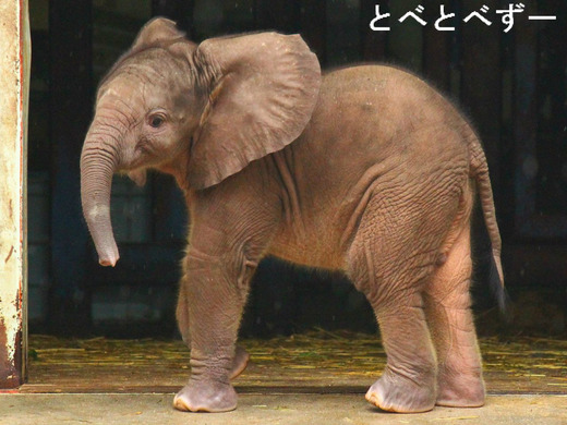アフリカゾウ砥愛ちゃんの1歳誕生会 :とべ動物園にて