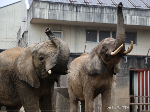 鼻をあげて挨拶をしてくれるサバンナゾウの親子＠愛媛とべ動物園