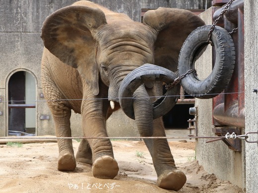 日本で唯一血縁関係のあるアフリカゾウの親子が暮らす愛媛とべ動物園
