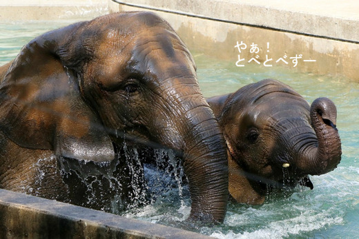 とべ動物園アフリカゾウの仲良し姉妹：媛ちゃん、砥愛ちゃん
