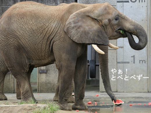 とべ動物園ブログ:媛、ピース、柑太郎、砥々丸、ハヤト、タフ