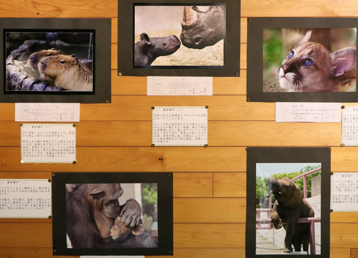 とべ動物園写真コンクール作品展:上位入賞作品