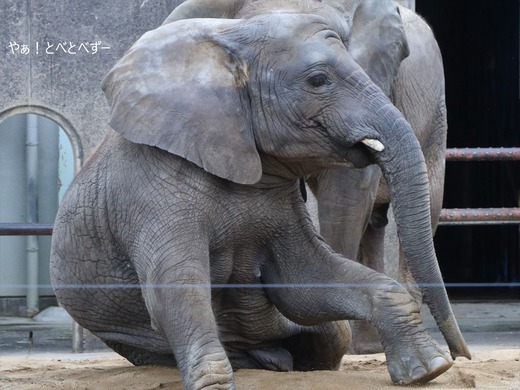アフリカゾウ写真家:矢野賢一(やぁ!とべとべずー)