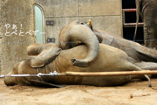 とべ動物園アフリカゾウのブログ：やぁ！とべとべずー