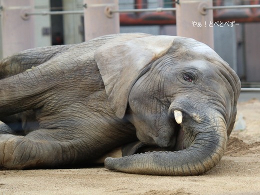 とべ動物園アフリカゾウ：砥愛ちゃん（メス、７歳）