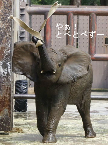 とべ動物園アフリカゾウの