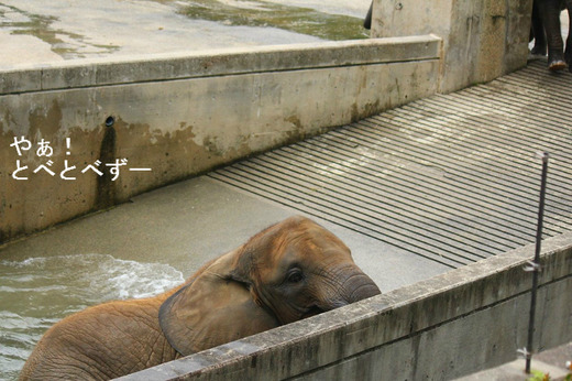 プールで遊ぶ媛ちゃん