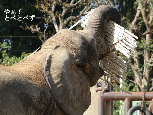 とべ動物園ブログ:やぁ!とべとべずー