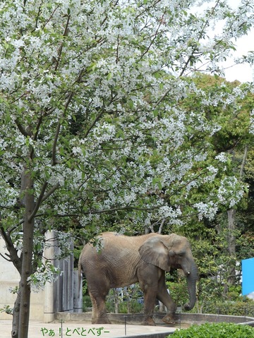 とべ動物園アフリカゾウ：媛ちゃん（メス、１６歳）