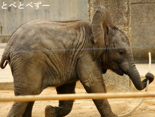 赤ちゃんゾウ、スクスクと成長中
