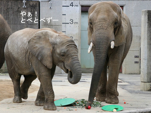 日本で唯一アフリカゾウの子象が見られる愛媛とべ動物園