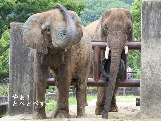 日本で唯一血縁関係のあるアフリカゾウの親子が暮らす愛媛とべ動物園