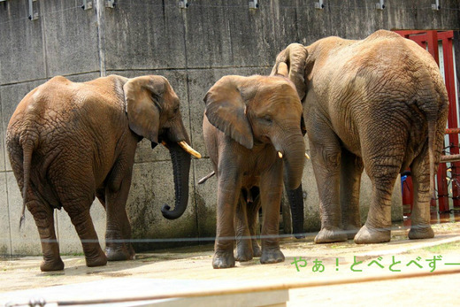 日本で唯一アフリカゾウの親子が暮らす愛媛砥部動物園