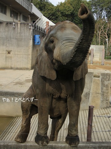 アフリカゾウ写真家：矢野賢一（やぁ！とべとべずー）