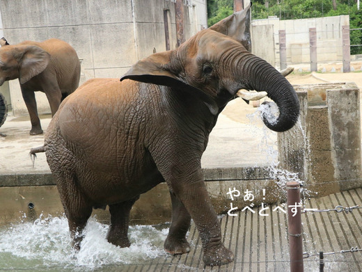 とべ動物園アフリカゾウ：リカ母さん（メス、推定31歳）