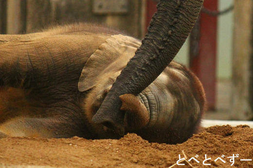 とべ動物園アフリカゾウのブログ：やぁ！とべとべずー