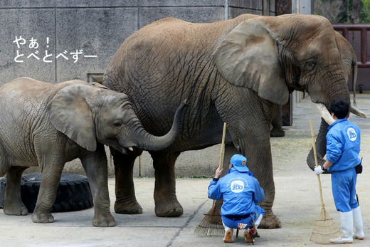 とべ動物園アフリカゾウのブログ：やぁ！とべとべずー