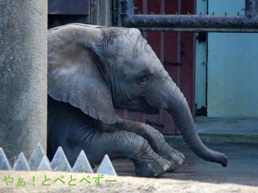 とべ動物園アフリカゾウの子象の砥愛ちゃん