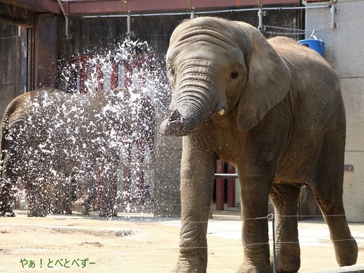 とべ動物園アフリカゾウ:砥愛ちゃん(メス、9歳)