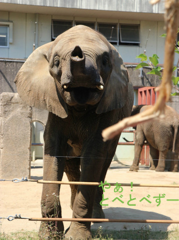 とべ動物園アフリカゾウ：媛ちゃん（メス、11歳）