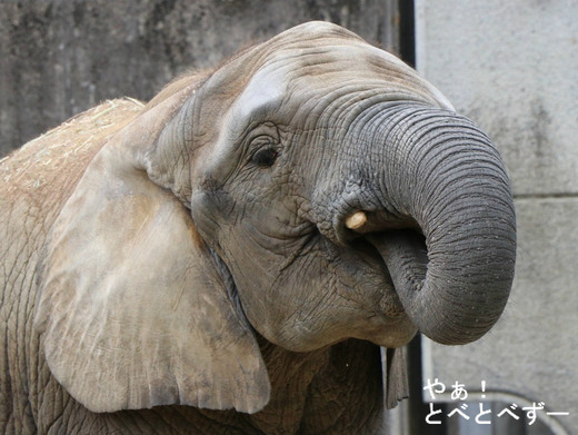 とべ動物園アフリカゾウのブログ:やぁ!とべとべずー