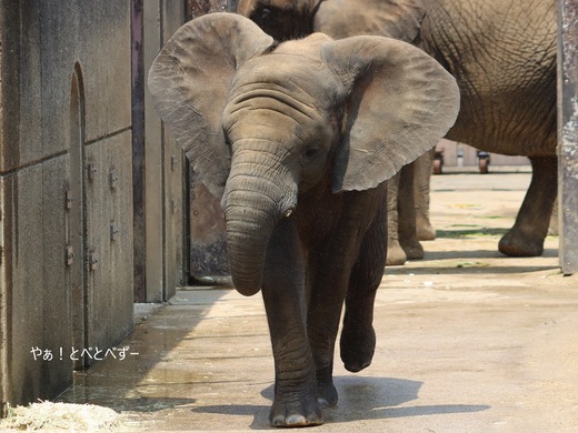 とべ動物園アフリカゾウ：砥愛ちゃん（メス、８歳）