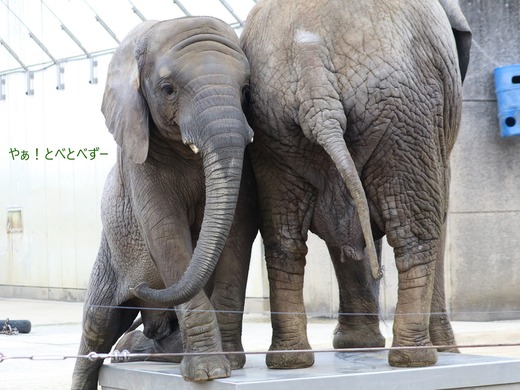 とべ動物園ブログ：やぁ！とべとべずー